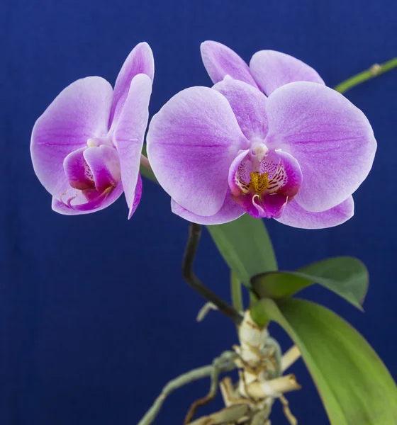 Orchid phalaenopsis, pink flower — Stock Photo, Image