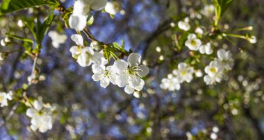 Kiraz, kiraz çiçekleri beyaz çiçekler