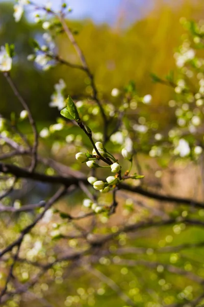 樱桃、 樱花盛开的白花 — 图库照片