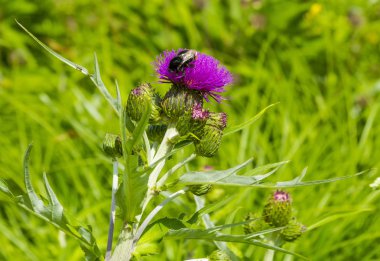 Bumblebee thistle çiçek, böcek üzerinde bir çiçek üzerinde
