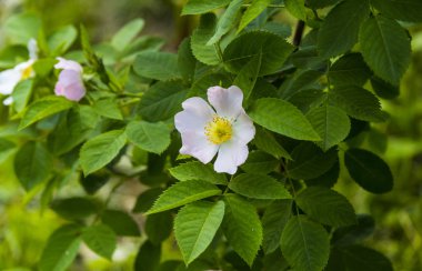 Yabani gül, yabani gül çiçekleri çiçek