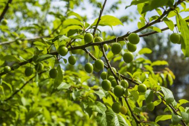 Dal, meyve erik dalı üzerinde yeşil erik