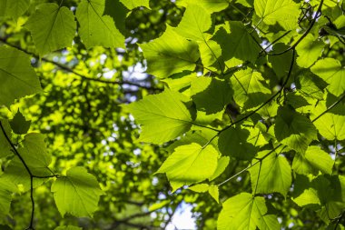 Akçaağaç yaprakları güneş ışığı, yeşil kabuk akçaağaç, Botanik Bahçesi
