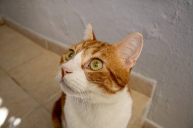 Bir kedi merakla yukarı bakıyor ve uzaklaşıyor. Çok sevimli bir kedinin portresi..