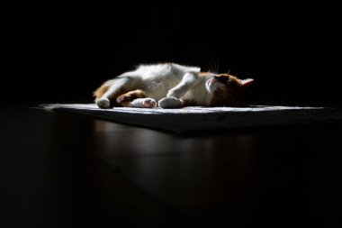 kedi karanlık bir konseptte bir ışık demeti altında