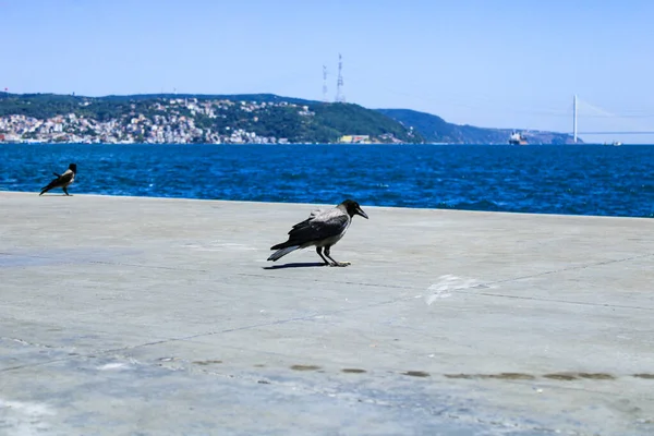 Gagak Berjalan Oleh Laut Marmara Pada Hari Yang Cerah Dan — Stok Foto