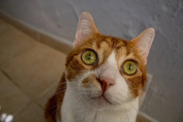 Roztomilá Hloupá Kočka Dívá Osobu Která Fotí Zblízka Růžovému Nosu — Stock fotografie