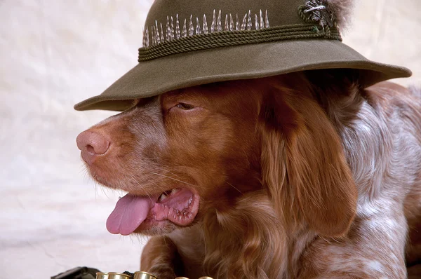 Pies w kapeluszu, epanol bretoński — Zdjęcie stockowe