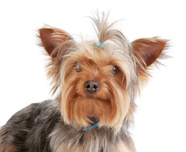 Yorkshire tererna beyaz arka plan, portre