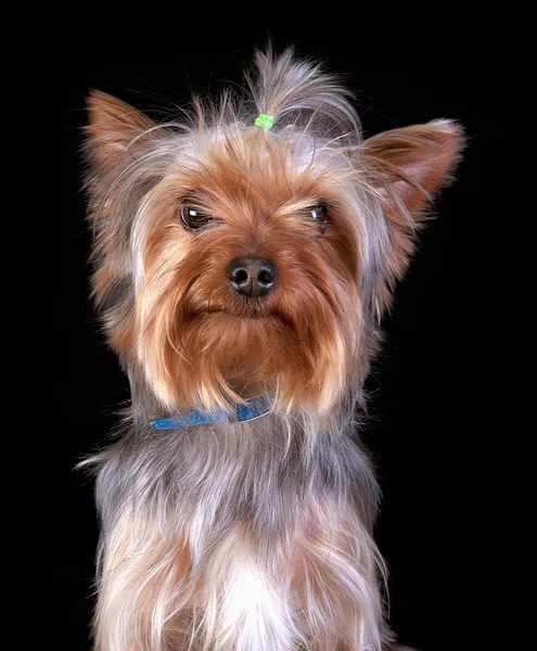 Yorkshire terrier on black background — Stock Photo, Image