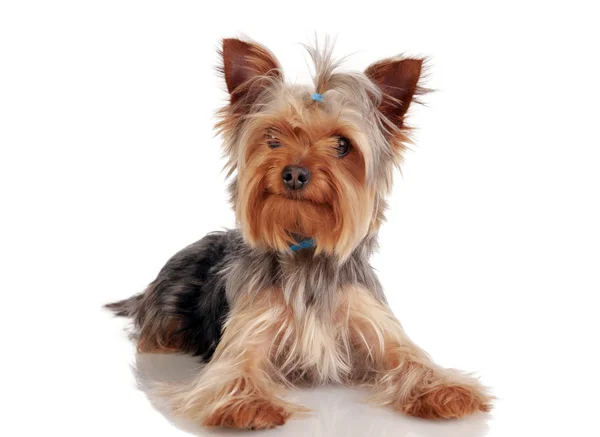 Yorkshire terrier — Zdjęcie stockowe