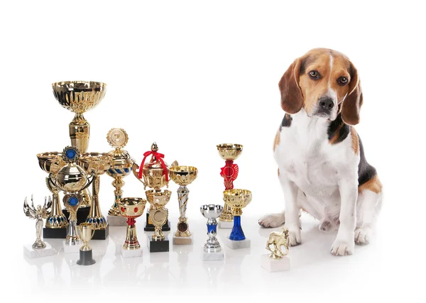Beagle with the champion trophies Stock Photo