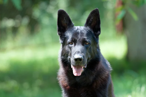 Cão, pastor alemão sobre a natureza — Fotografia de Stock
