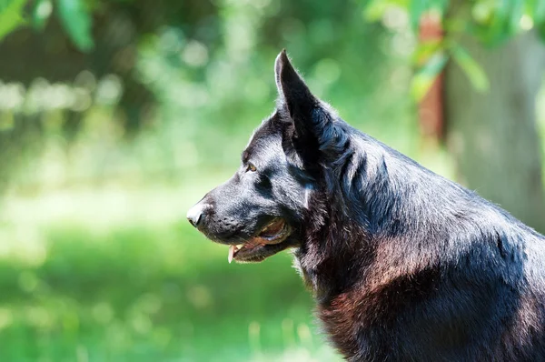 Cão, pastor alemão sobre a natureza — Fotografia de Stock