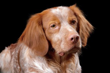 köpek Breton epanol, portre