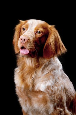 köpek Breton epanol, portre