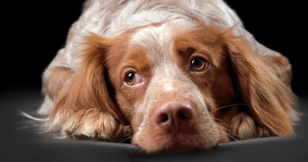 Dog Breton epanol, portrait — Stock Photo, Image