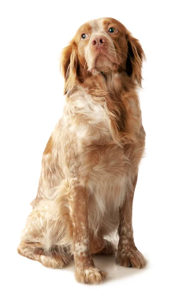 Bretoński epanol pies siedzi — Zdjęcie stockowe