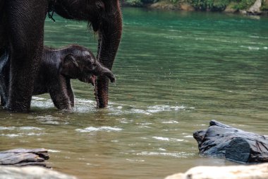 Ulusal park ormanında bir dişi fil ve bebeği.