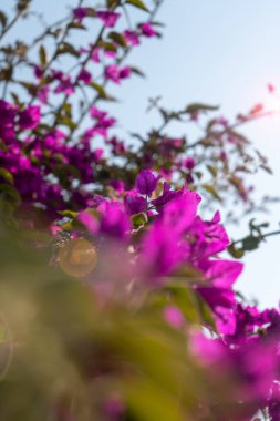 El, parlak ışıklarla dolu mor bir çiçeği yakar - Parktaki güneşle yansıyan mor çiçekler - Çiçekler ve lens efekti