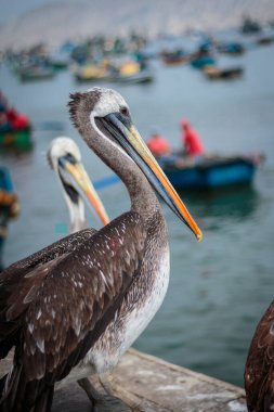 Pelicans facing the sea in the fishing port. Pelican on wildlife. Pelicans in the bay.