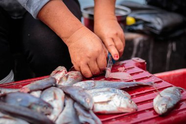 Balığı kesmek. Balık satmak.
