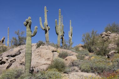 Dev saguaro kaktüsü