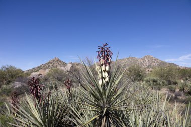 Çiçekli muz Yucca kaktüs