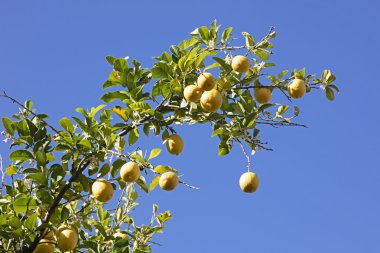 Olgun limonlar ağaçta