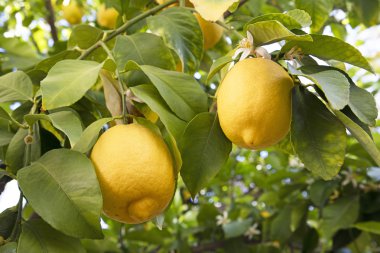 Olgun limonlar ağaçta