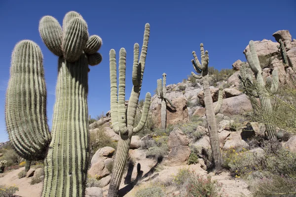 Giant Saguaro cactus — Stock Photo, Image