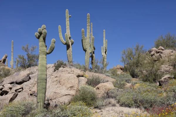 Giant Saguaro cactus — Stock Photo, Image