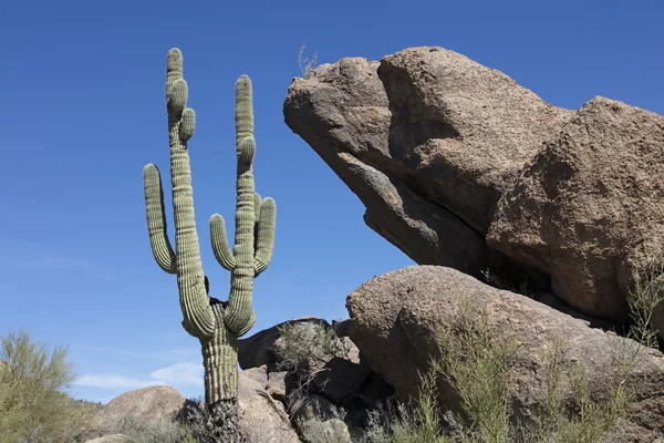 Boulders and cactus — Stock Photo, Image