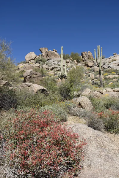 Spring Flowering Brittlebrush Thorny Cholla Cactus Share Spot Sonoran Desert — Stock Photo, Image