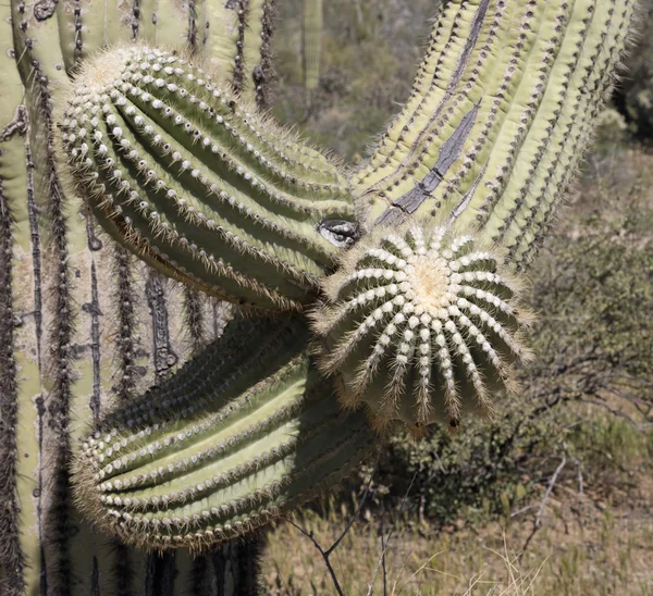 Cactus Saguaro gigante —  Fotos de Stock