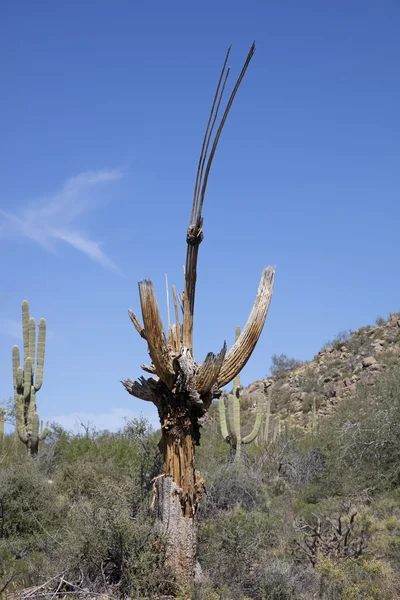 Cactus de Saguaro mourant — Photo