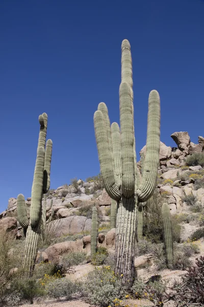 Cactus géant de Saguaro — Photo