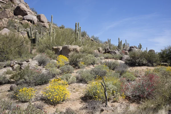 Desert spring flowers and cactus — Stock Photo, Image