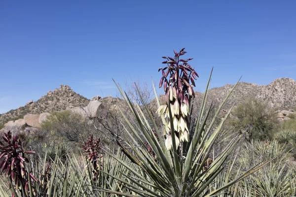 Banana Yucca Plant Flowering Springtime Sonoran Desert Southwestern Usa — Stock Photo, Image