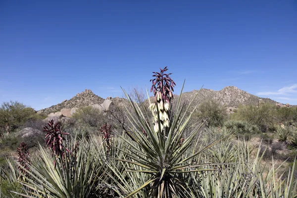 Blühender Bananen-Yucca-Kaktus — Stockfoto