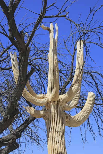 Σκελετός παραμένει ένας κάκτος Saguaro — Φωτογραφία Αρχείου