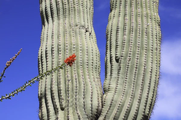 Flores rojas y cactus saguaro —  Fotos de Stock
