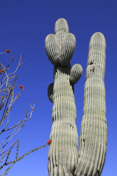 Kırmızı çiçekler ve saguaro kaktüsü