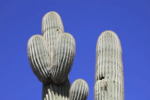 Cactus Saguaro gigante — Foto de Stock
