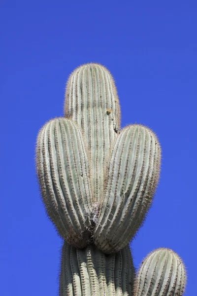 거 대 한 saguaro 선인장 — 스톡 사진