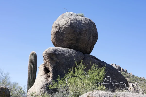 Énormes Blocs Des Cactus Géants Saguaro Jonchent Désert Sonoran Sud — Photo