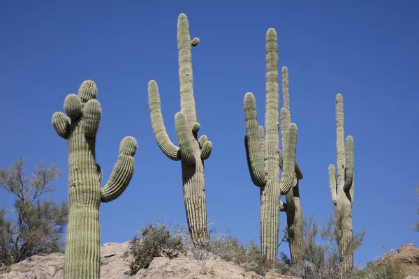 Cactus géant de Saguaro Images De Stock Libres De Droits