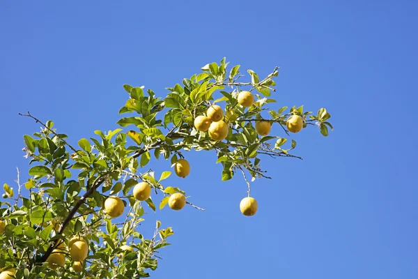 Reife Zitronen auf einem Baum Stockbild
