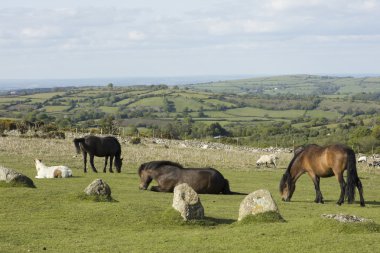 Dartmoor midilli ve koyun otlatma