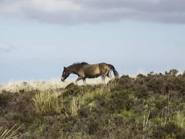 Exmoor-Pony grast auf Moor — Stockfoto